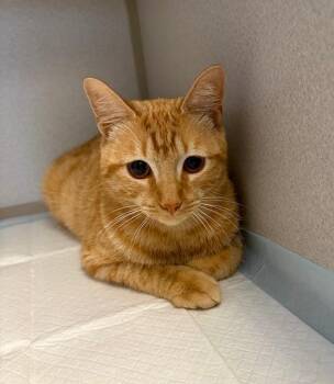 Domestic Short Hair Cats Available for Adoption - Buddy | PetCurious