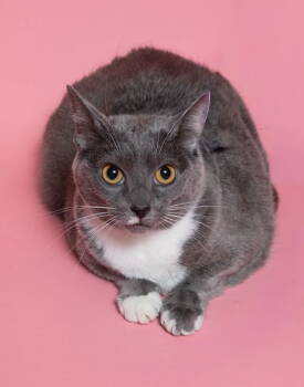 Rescue Domestic Short Hair Cats for Adoption in Herndon, Virginia - Luna | PetCurious