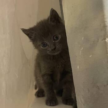 Wagyu -  Domestic Short Hair Cat for Adoption in Union, Missouri - Wagyu | PetCurious