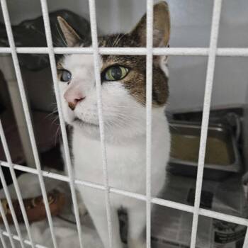 Charlie -  Domestic Short Hair Cat for Adoption in Dover, New Hampshire - Charlie | PetCurious