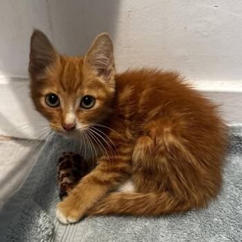 Oscar -  Domestic Short Hair Cat for Adoption in Long Beach, California - Oscar | PetCurious