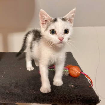 Rescue Domestic Short Hair Cats for Adoption in Broomall, Pennsylvania - Swiss Cheese | PetCurious