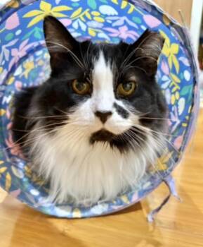 Domestic Long Hair Cats Available for Adoption - Beauty  | PetCurious