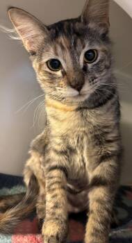Domestic Medium Hair Cats Available for Adoption in Phoenix, Arizona - Peaches | PetCurious