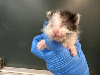 A1933483 -  Domestic Short Hair Cat for Adoption in Thousand Palms, California - A1933483 | PetCurious