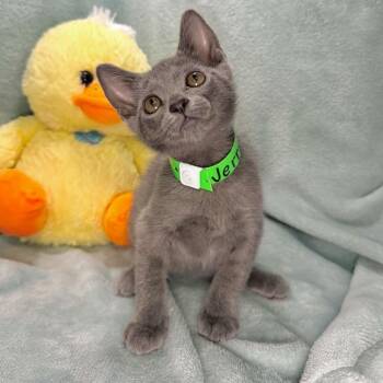 Jerric -  Russian Blue and Domestic Short Hair Cat for Adoption in Tavares, Florida - Jerric | PetCurious