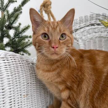 Domestic Short Hair Cats Available for Adoption - Purple Squish | PetCurious