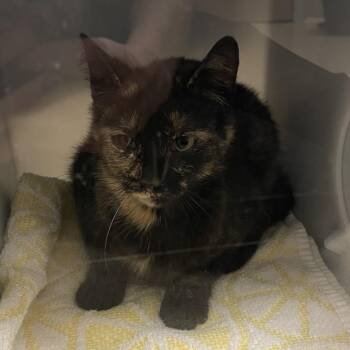 Watercress -  Domestic Short Hair Cat for Adoption in Bristol, Indiana - Watercress | PetCurious