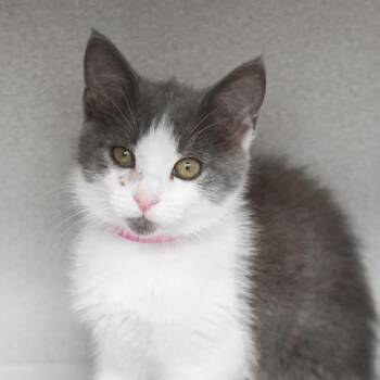 Boba -  Domestic Short Hair Cat for Adoption in Atlanta, Georgia - Boba | PetCurious
