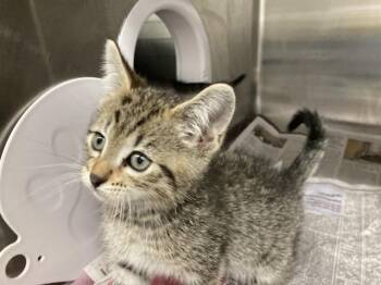 COCOA -  Domestic Short Hair Cat for Adoption in Fremont, California - COCOA | PetCurious