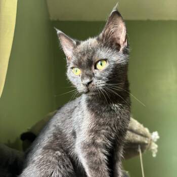Gecko -  Domestic Short Hair Cat for Adoption in Richmond, Virginia - Gecko | PetCurious