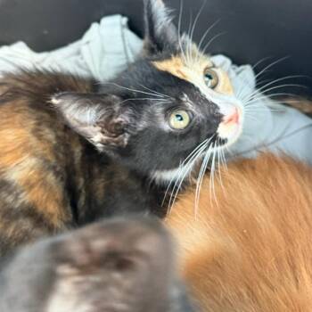 Jan -  Domestic Short Hair Cat for Adoption in Gainesville, Florida - Jan | PetCurious