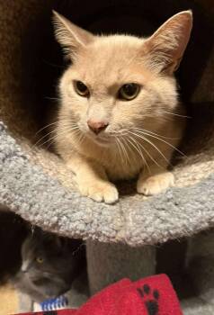 Rescue Domestic Short Hair Cats for Adoption in Marion, Indiana - Cinnamon | PetCurious