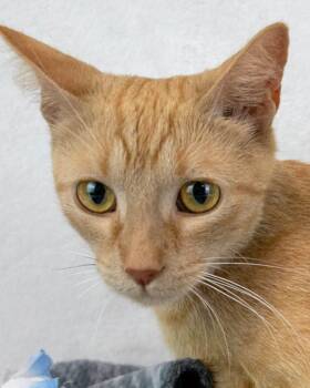 Betty White -  Domestic Short Hair and Tabby Cat for Adoption in Kennesaw, Georgia - Betty White | PetCurious