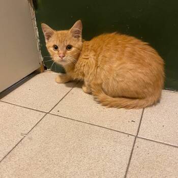 Cider -  Domestic Medium Hair Cat for Adoption in Ontario, New York - Cider | PetCurious