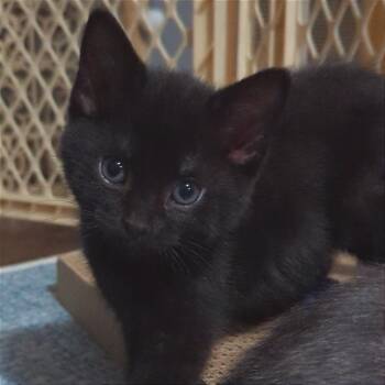Luna -  Domestic Short Hair Cat Available for Adoption in Traverse City, Michigan - Luna | PetCurious