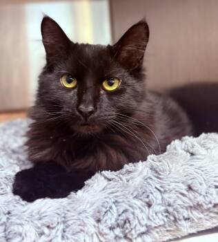 Rescue Domestic Medium Hair Cats for Adoption in Bridgewater, New Jersey - Trixie | PetCurious