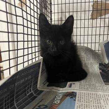 Fishy Fishy -  Domestic Short Hair Cat for Adoption in Edinburg, Texas - Fishy Fishy | PetCurious