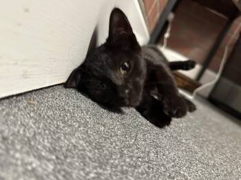 Nori -  Domestic Short Hair Cat for Adoption in Los Angeles, California - Nori | PetCurious