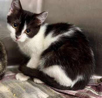 Rescue Domestic Short Hair Cats for Adoption in Danielsville, Georgia - Cane | PetCurious