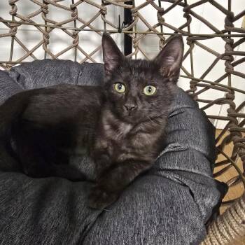 Easy Peasy -  Domestic Short Hair Cat for Adoption in Jarrettsville, Maryland - Easy Peasy | PetCurious