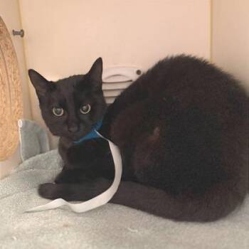 Domestic Short Hair Cats Available for Adoption in Fort Worth, Texas - Dusk | PetCurious