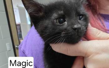 Magic -  Domestic Short Hair Cat for Adoption in Chattanooga, Tennessee - Magic | PetCurious