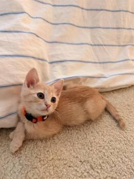 KERNAL -  Domestic Short Hair Cat for Adoption in Tustin, California - KERNAL | PetCurious