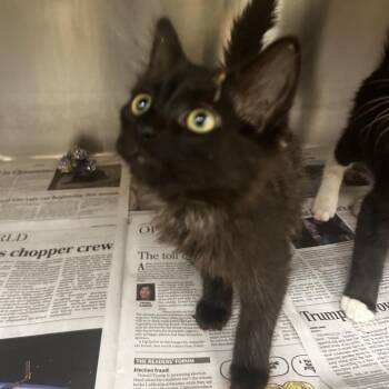 Biscuit -  Domestic Long Hair Cat for Adoption in Winston-salem, North Carolina - Biscuit | PetCurious