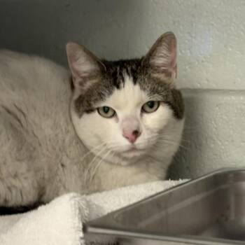 Lilly -  Domestic Short Hair Cat Available for Adoption in Salt Lake City, Utah - Lilly | PetCurious
