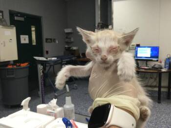 A1924165 -  Siamese Cat for Adoption in Thousand Palms, California - A1924165 | PetCurious
