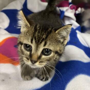 Bluey -  Domestic Short Hair Cat for Adoption in Owosso, Michigan - Bluey | PetCurious
