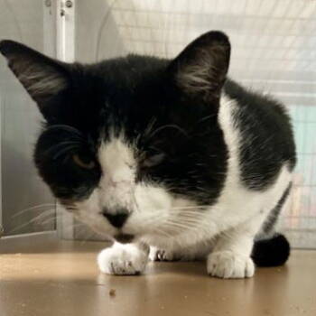 Rescue Domestic Short Hair Cats for Adoption in Oakland, California - Zorro | PetCurious