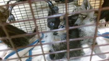 TATA -  Domestic Short Hair Cat for Adoption in Doral, Florida - TATA | PetCurious