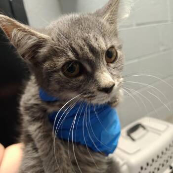 Madam Meow -  Domestic Short Hair Cat for Adoption in Allentown, Pennsylvania - Madam Meow | PetCurious