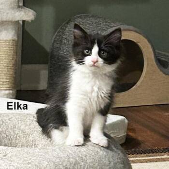 Elka 0726 JL -  Domestic Medium Hair Cat for Adoption - Elka 0726 JL | PetCurious