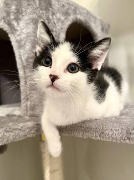 Franklin -  Tuxedo Cat for Adoption in Woodinville, Washington - Franklin | PetCurious