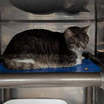 Domestic Medium Hair Cats Available for Adoption in Jefferson City, Tennessee - Tommy | PetCurious
