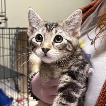 Dill -  Domestic Short Hair Cat for Adoption in Wilmington, Delaware - Dill | PetCurious