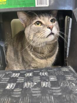 Domestic Short Hair Cats Available for Adoption in Kalamazoo, Michigan - Maury | PetCurious