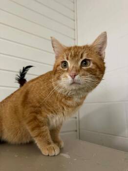 Domestic Short Hair Cats Available for Adoption - GeeBee | PetCurious