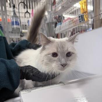 Domestic Long Hair Cats Available for Adoption in New York, New York - Tigger | PetCurious