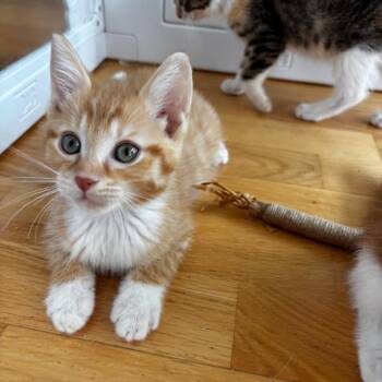 Nap -  Domestic Short Hair Cat for Adoption in Evanston, Illinois - Nap | PetCurious