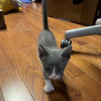 Domestic Short Hair Cats Available for Adoption in Tustin, California - Pauly | PetCurious