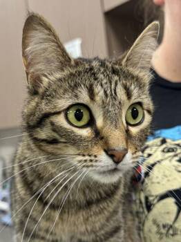 Lucky Penny -  Domestic Short Hair Cat for Adoption in Fishers, Indiana - Lucky Penny | PetCurious
