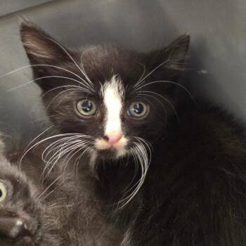 Sleet -  Domestic Short Hair Cat for Adoption in Chattanooga, Tennessee - Sleet | PetCurious