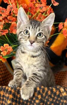 4/13/26 Pancake -  Domestic Short Hair Cat Available for Adoption in Stillwater, Oklahoma - 4/13/26 Pancake | PetCurious