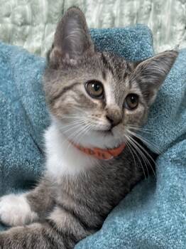 Bobbie -  Domestic Short Hair Cat for Adoption in Lemoyne, Pennsylvania - Bobbie | PetCurious