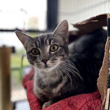 Domestic Short Hair Cats Available for Adoption - Peep | PetCurious