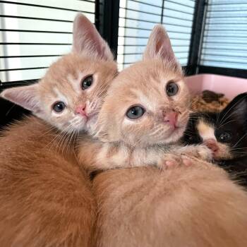 Swedish Meatball -  Domestic Short Hair Cat Available for Adoption in Carencro, Louisiana - Swedish Meatball | PetCurious